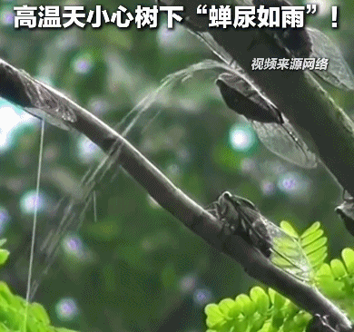 鼎冠策略 夏天在树下淋的雨可能是“蝉尿” 对人体有害吗？